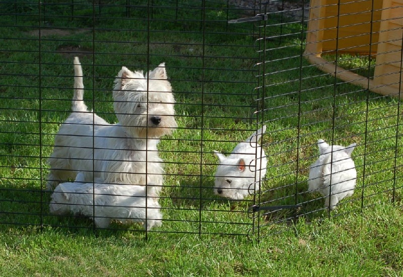 Les West Highland White Terrier de l'affixe Mac Khalahann's
