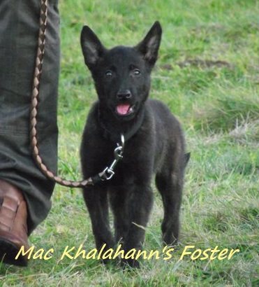 Mac Khalahann's 's foster