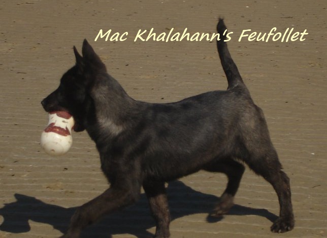 Mac Khalahann's 's feufollet
