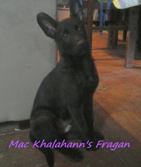 Mac Khalahann's 's fragan