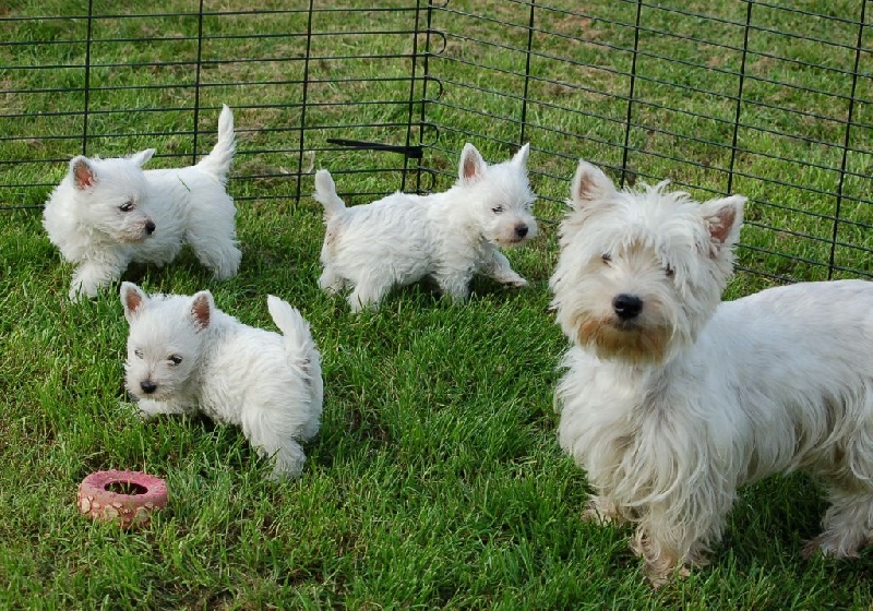 Mac Khalahann's - West Highland White Terrier - Portée née le 16/08/2014