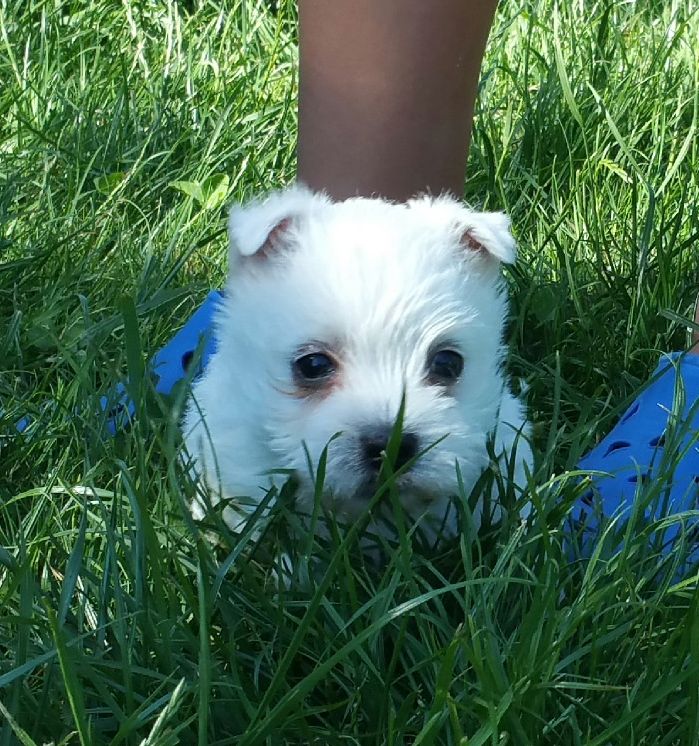 Mac Khalahann's - West Highland White Terrier - Portée née le 11/05/2017