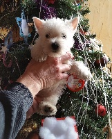 Mac Khalahann's - West Highland White Terrier - Portée née le 18/11/2015