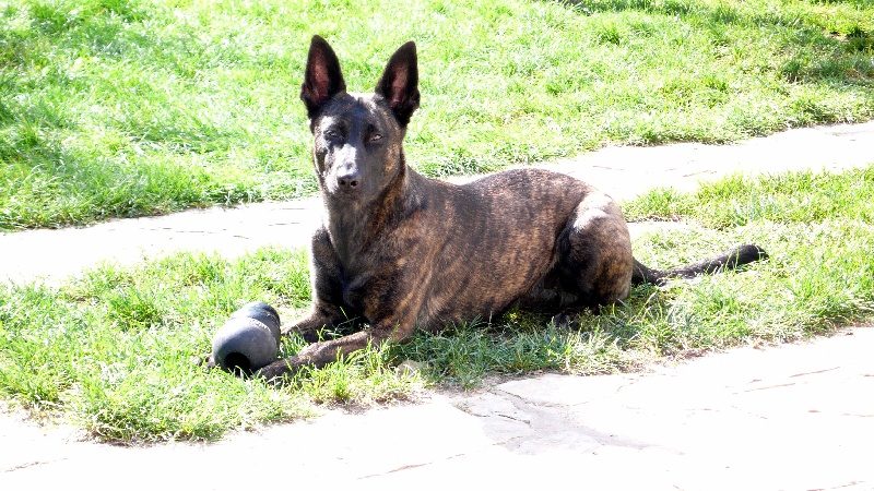 Mac Khalahann's 's dipxy dite era