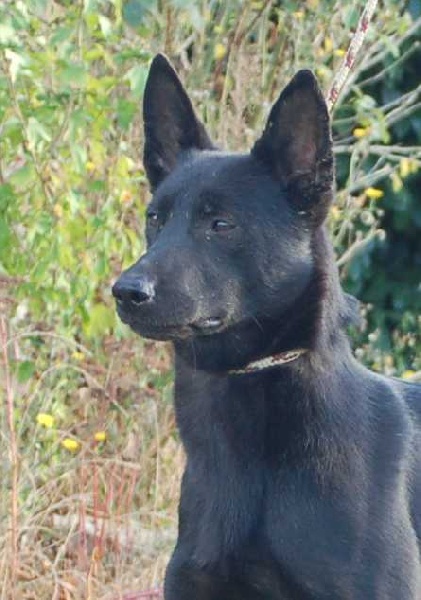 Mac Khalahann's Furtive