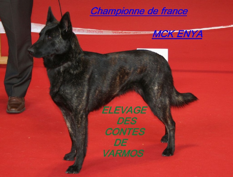 CH. Mac Khalahann's Enya