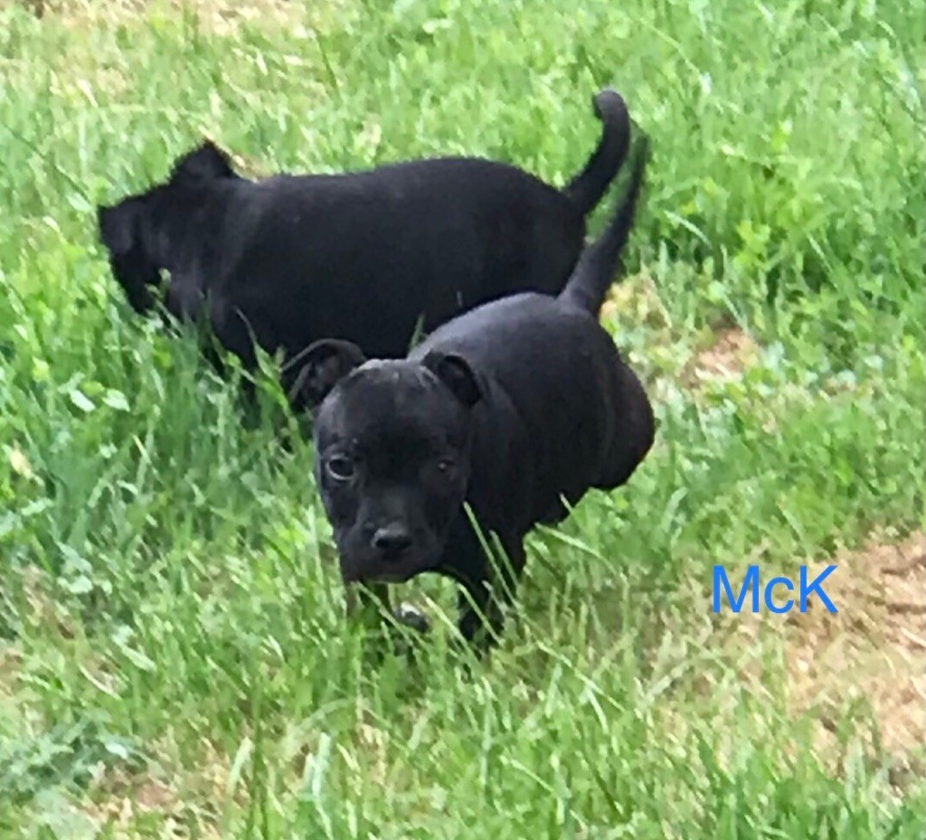 Mac Khalahann's - Chiots mâles staffie LOF
