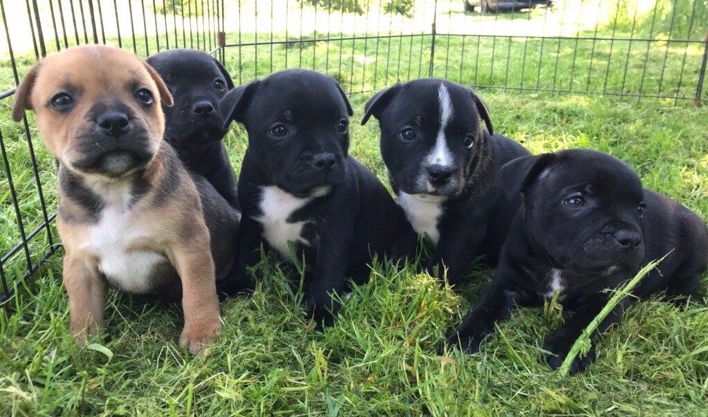 Mac Khalahann's - Staffordshire Bull Terrier - Portée née le 17/04/2019