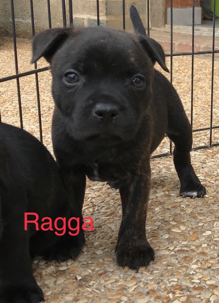 Mac Khalahann's - Staffordshire Bull Terrier - Portée née le 14/05/2020