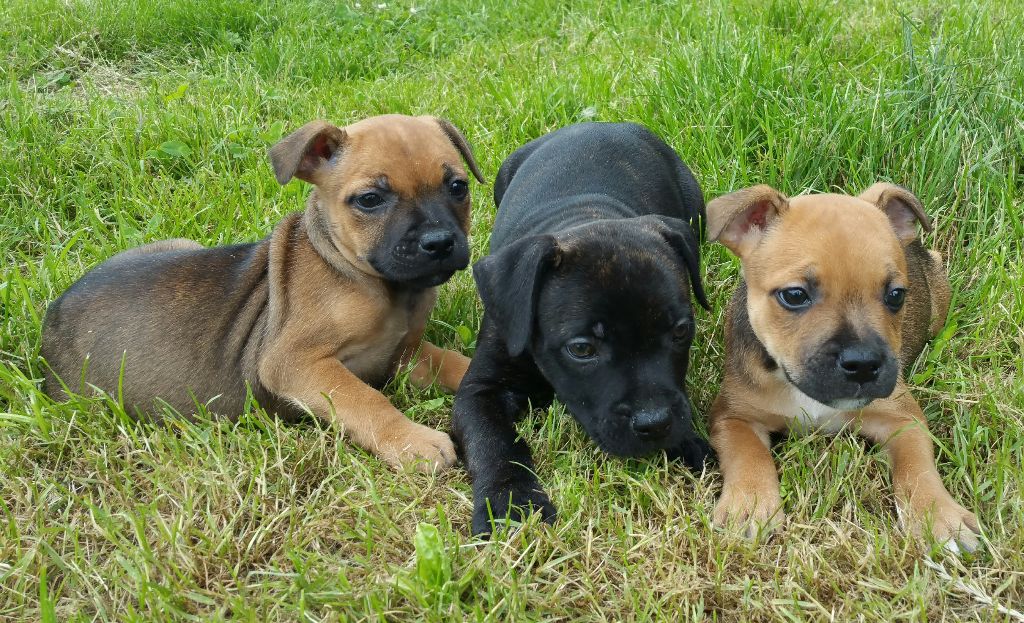 Mac Khalahann's - Staffordshire Bull Terrier - Portée née le 08/06/2017