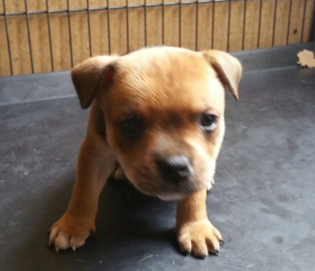 Mac Khalahann's - Staffordshire Bull Terrier - Portée née le 10/03/2018